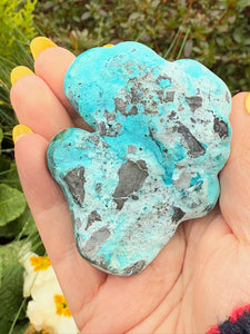 Malacholla Polished Specimen