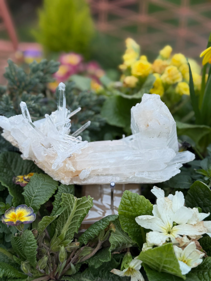 Incredible Self Healed Columbian Quartz Specimen