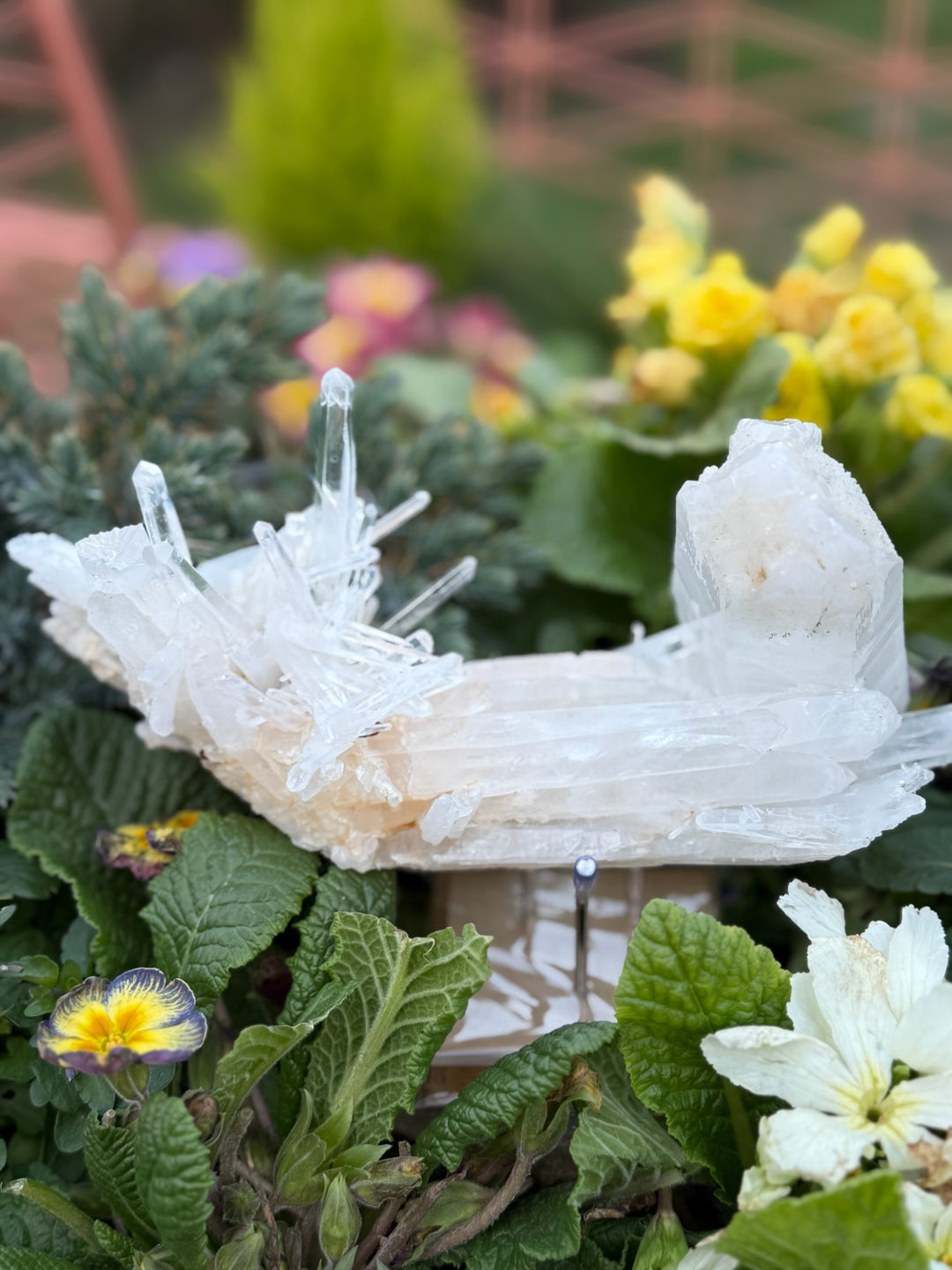 Incredible Self Healed Columbian Quartz Specimen
