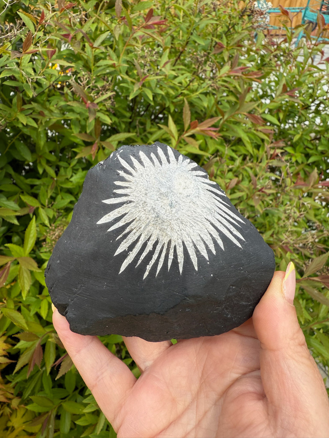Freestanding Chrysanthemum Stone Specimen