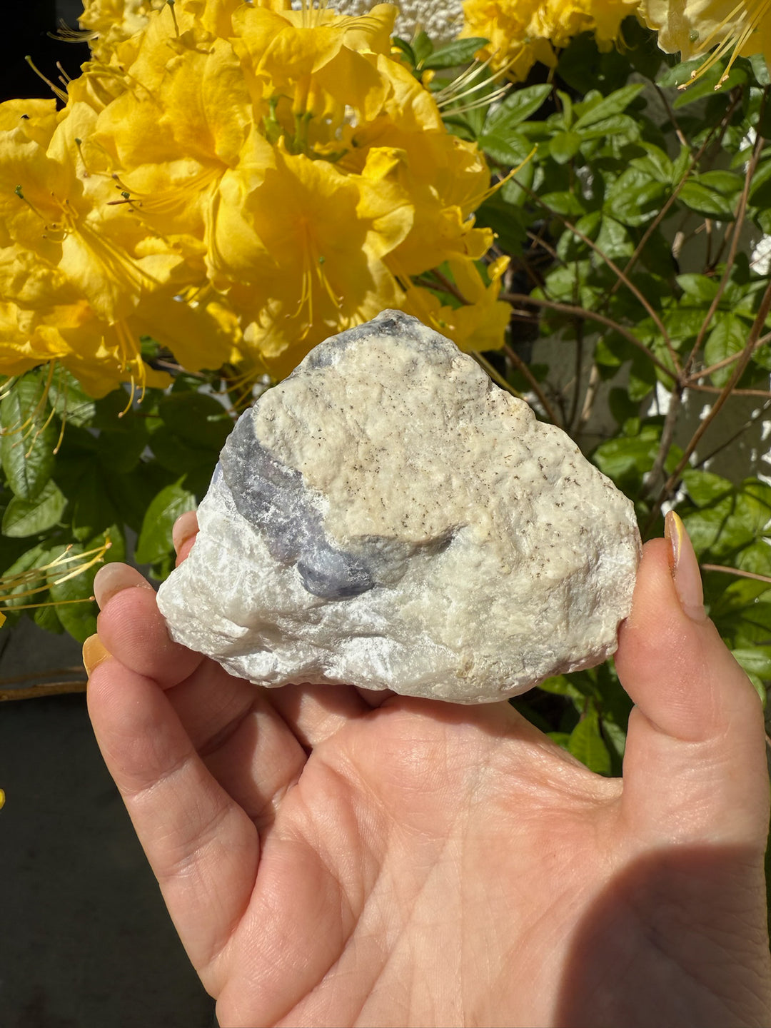 Rare Large UV Reactive Tenebrescent Hackmanite with Sodalite Specimen