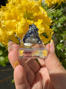 Crystalline Azurite Specimen from Tsumeb