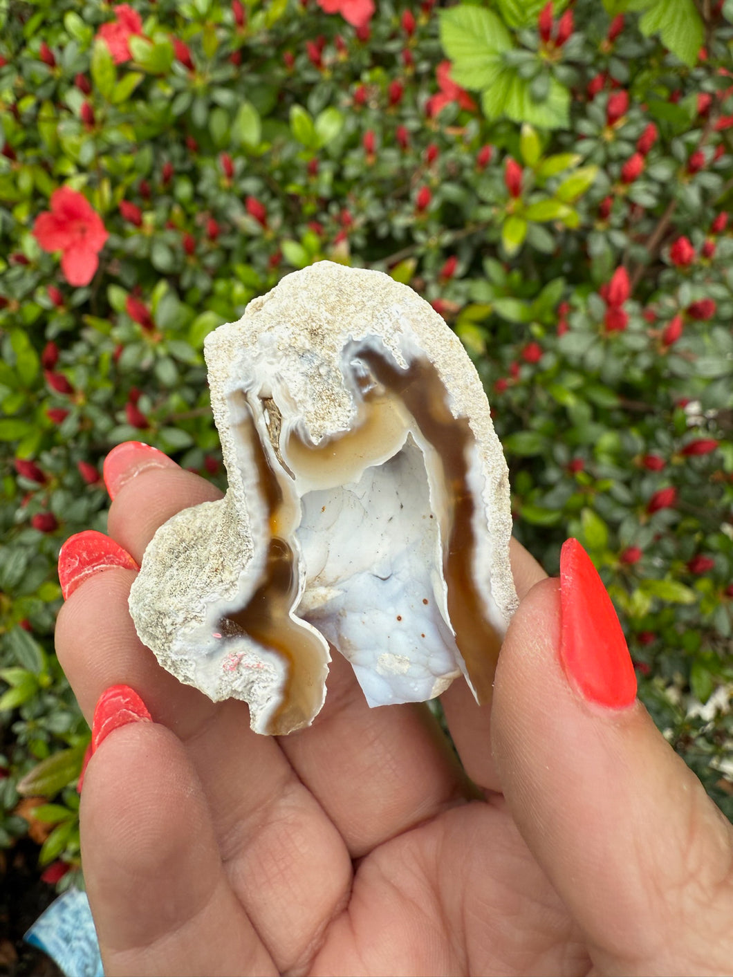 Agate Fossil Coral Specimen from Florida