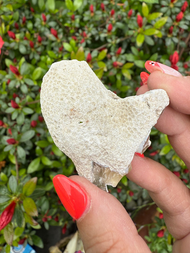Agate Fossil Coral Specimen from Florida