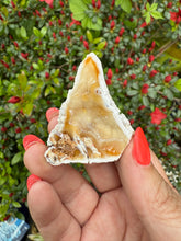 Load image into Gallery viewer, Agate Fossil Coral Specimen From Florida
