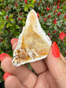 Agate Fossil Coral Specimen From Florida