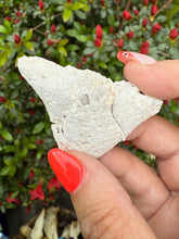 Load image into Gallery viewer, Agate Fossil Coral Specimen From Florida
