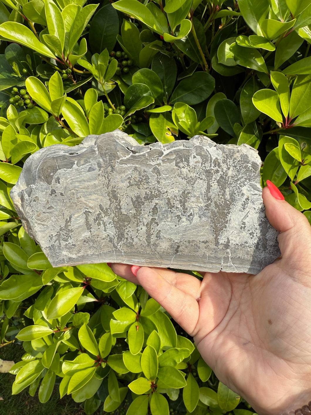 Triassic Cotham Landscape Marble Specimen