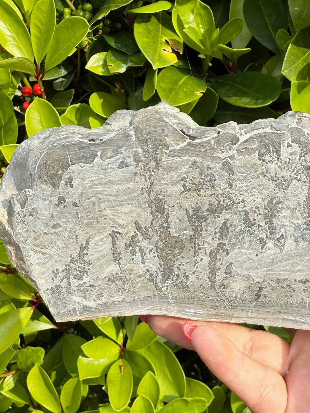 Triassic Cotham Landscape Marble Specimen
