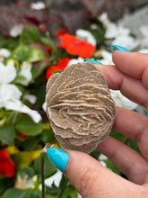 Load image into Gallery viewer, Natural Desert Rose Gypsum Specimen

