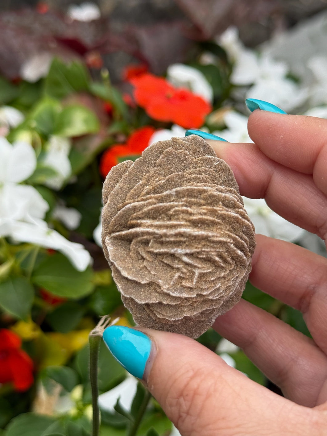 Natural Desert Rose Gypsum Specimen