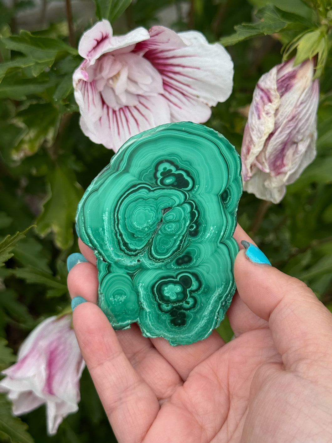 Polished Malachite Stalactite Slice Specimen