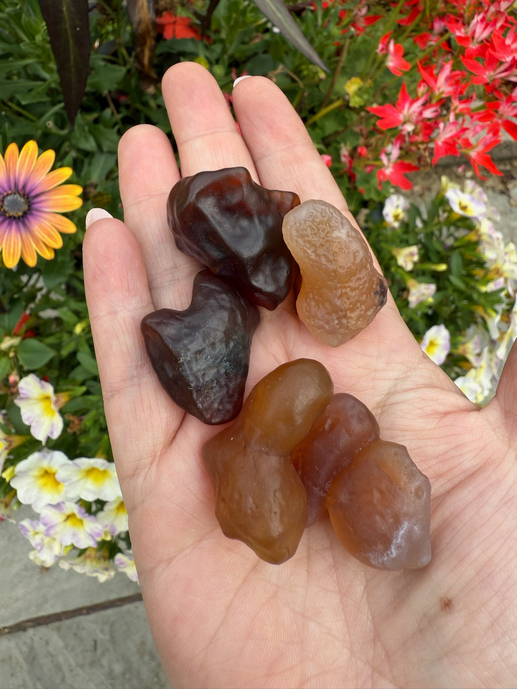 5 Pieces of Gobi Desert Agate Nodules Specimen