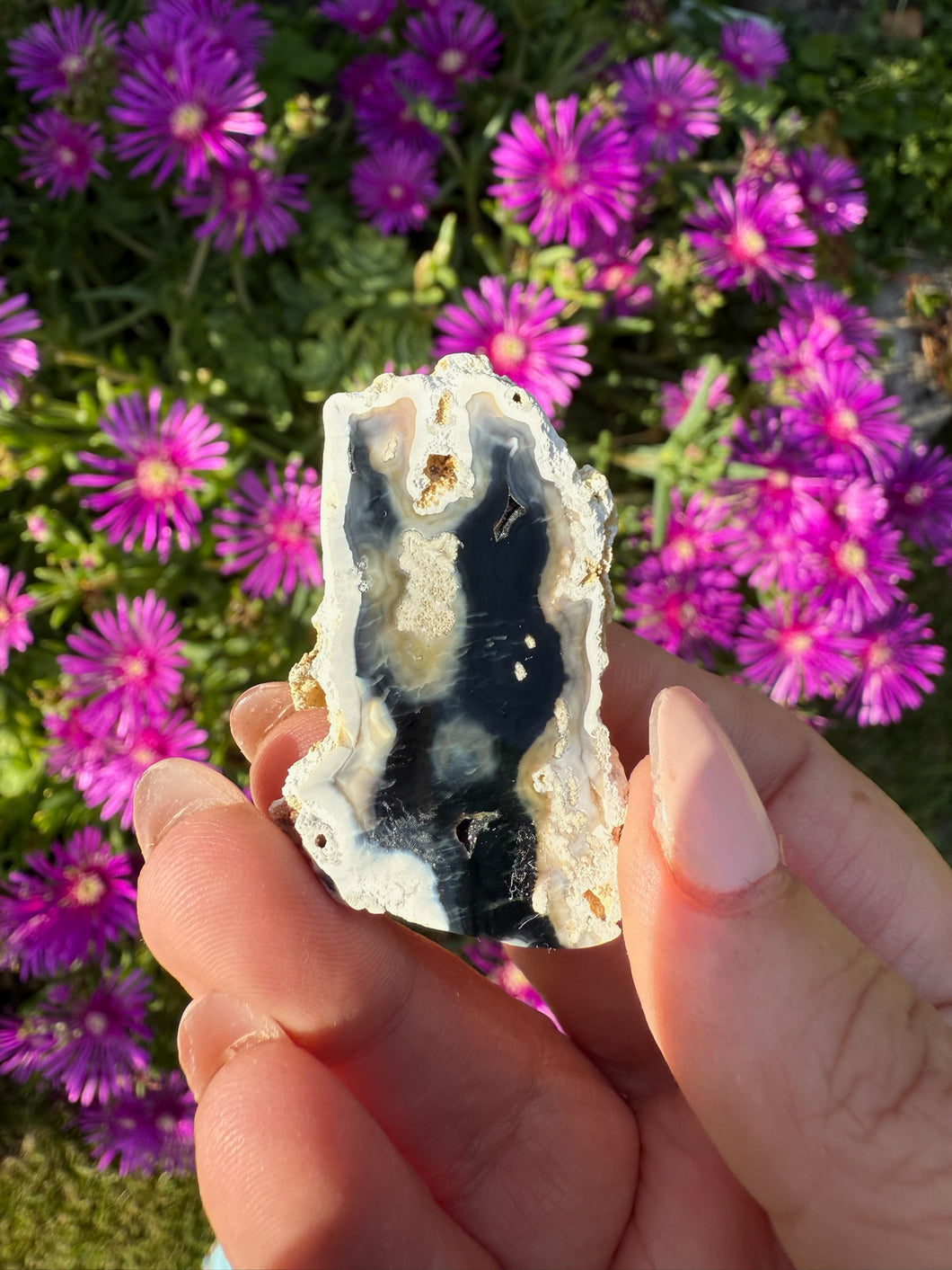 UV Reactive Tampa Bay Fossilized Coral Specimen