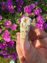 Load image into Gallery viewer, UV Reactive Tampa Bay Fossilized Coral Specimen
