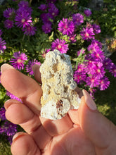 Load image into Gallery viewer, UV Reactive Tampa Bay Fossilized Coral Specimen
