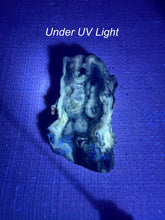 Load image into Gallery viewer, UV Reactive Tampa Bay Fossilized Coral Specimen

