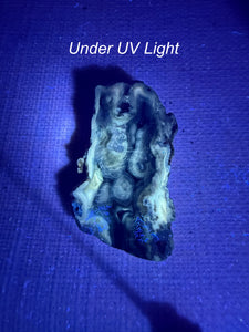 UV Reactive Tampa Bay Fossilized Coral Specimen