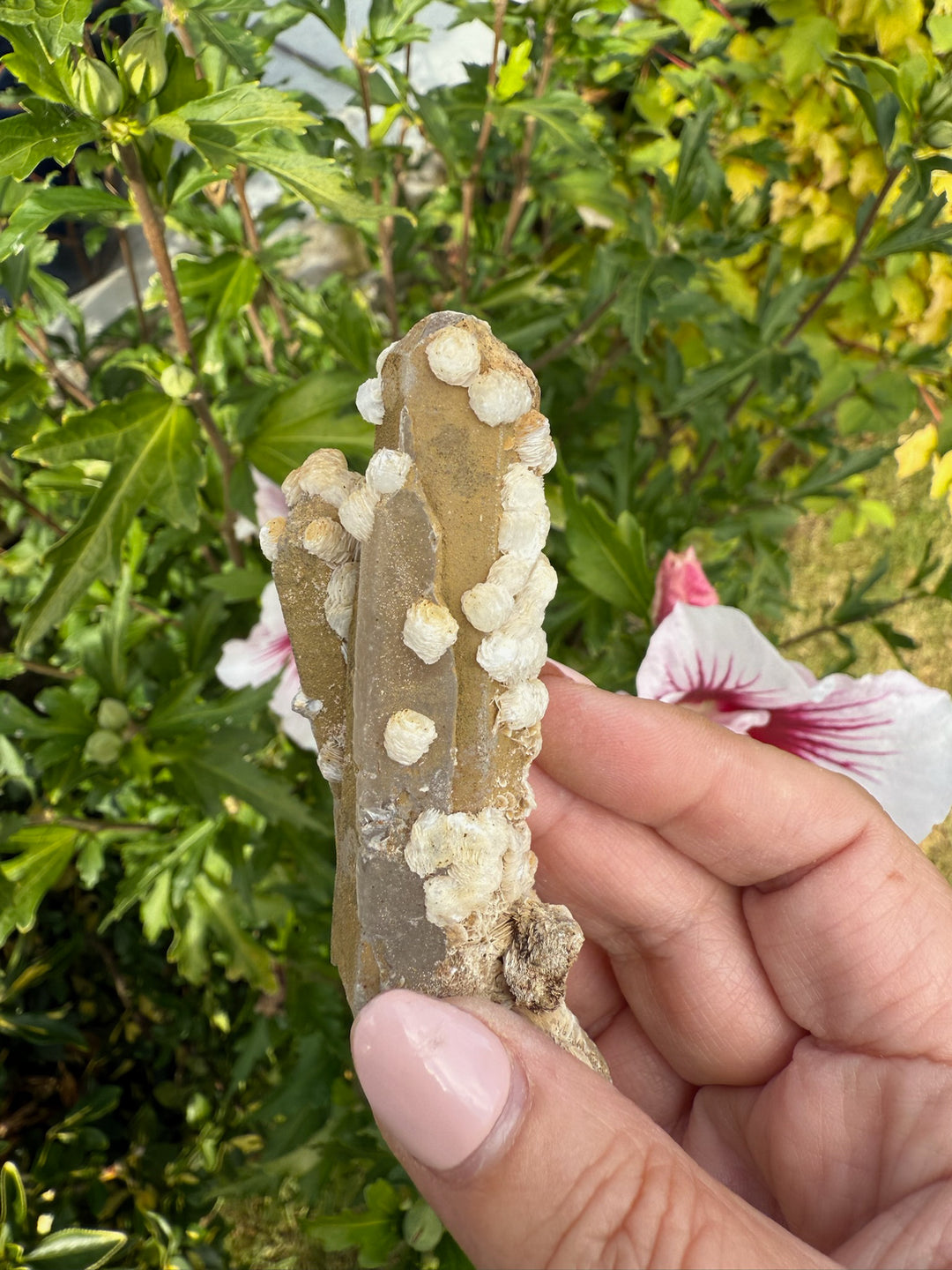 Quartz with Calcite Rosettes Specimen from Inner Mongolia