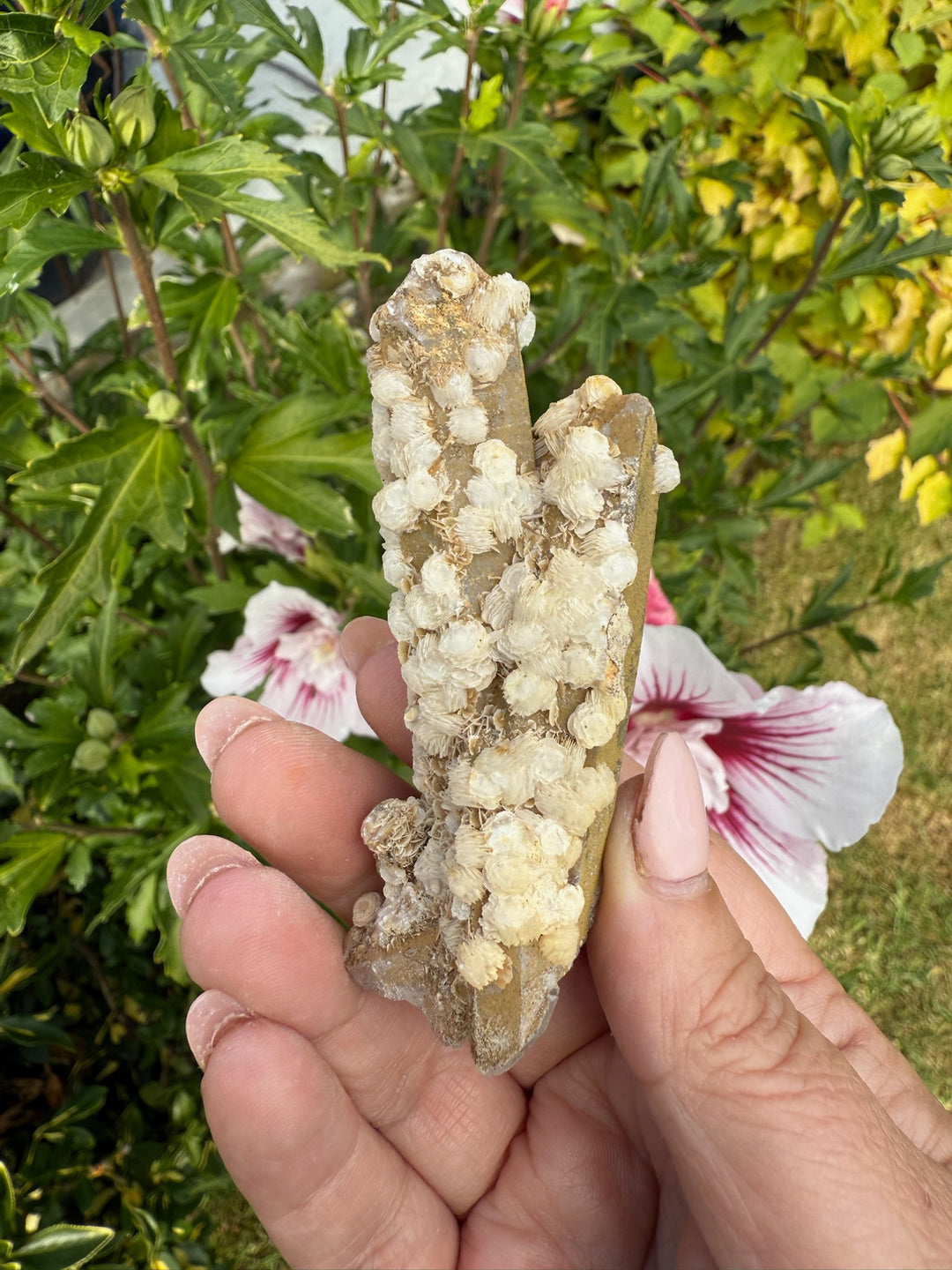 Quartz with Calcite Rosettes Specimen from Inner Mongolia