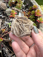 Load image into Gallery viewer, Desert Rose Specimen Mexico
