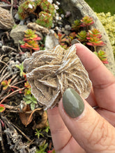 Load image into Gallery viewer, Desert Rose Specimen Mexico
