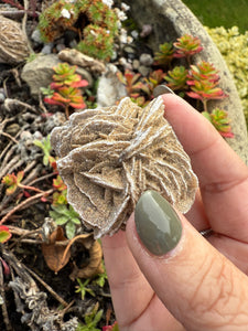 Desert Rose Specimen Mexico