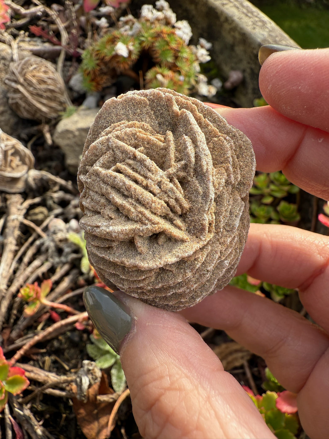 Desert Rose Specimen Mexico