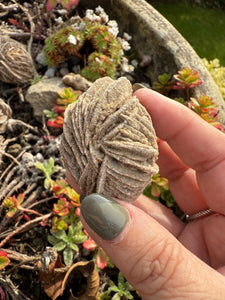 Desert Rose Specimen Mexico