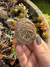 Load image into Gallery viewer, Desert Rose Specimen Mexico
