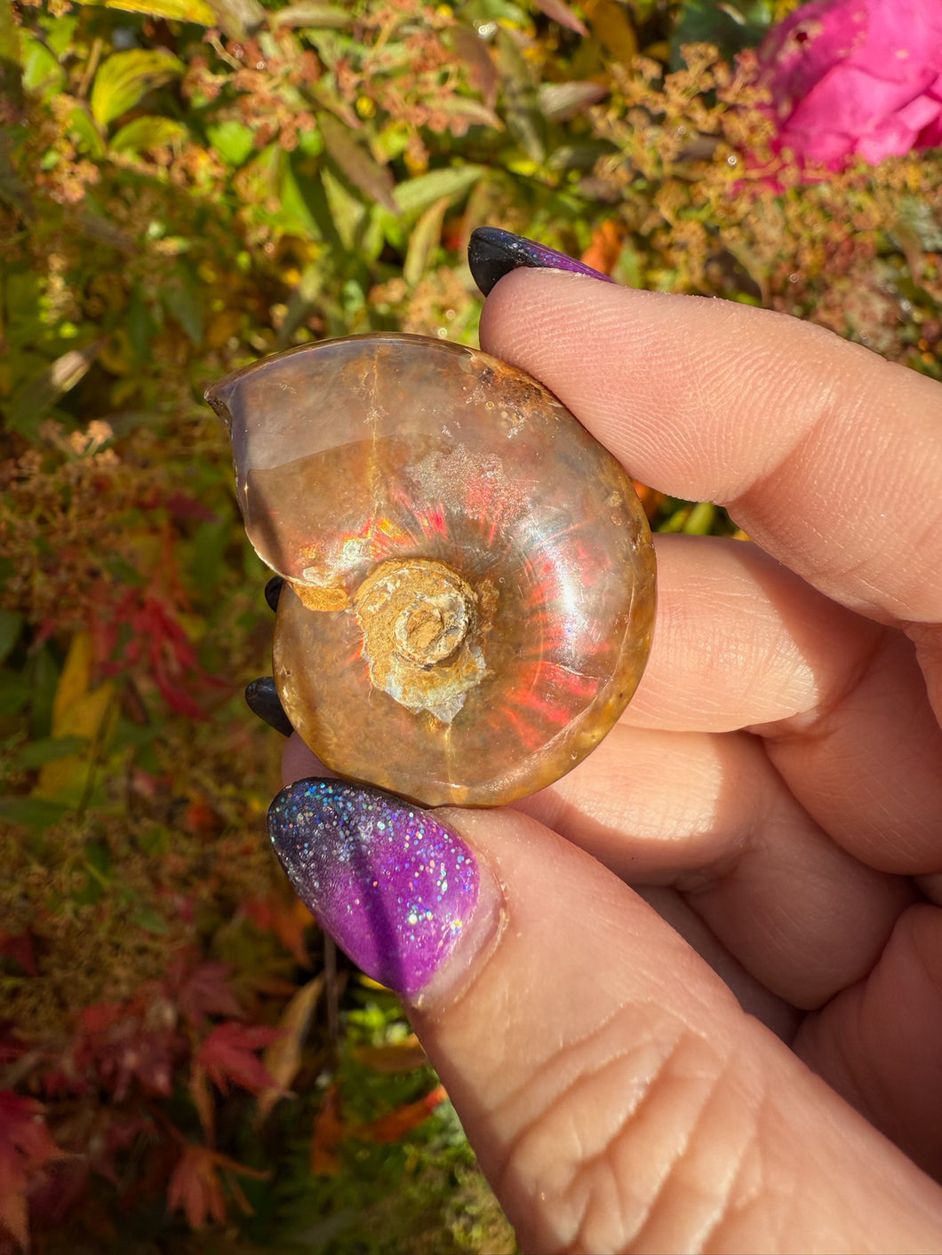 Red Opalized Ammonite Specimen