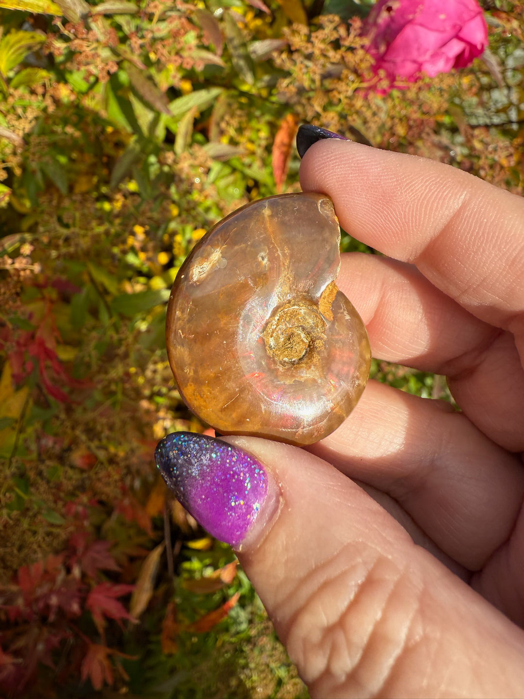 Red Opalized Ammonite Specimen