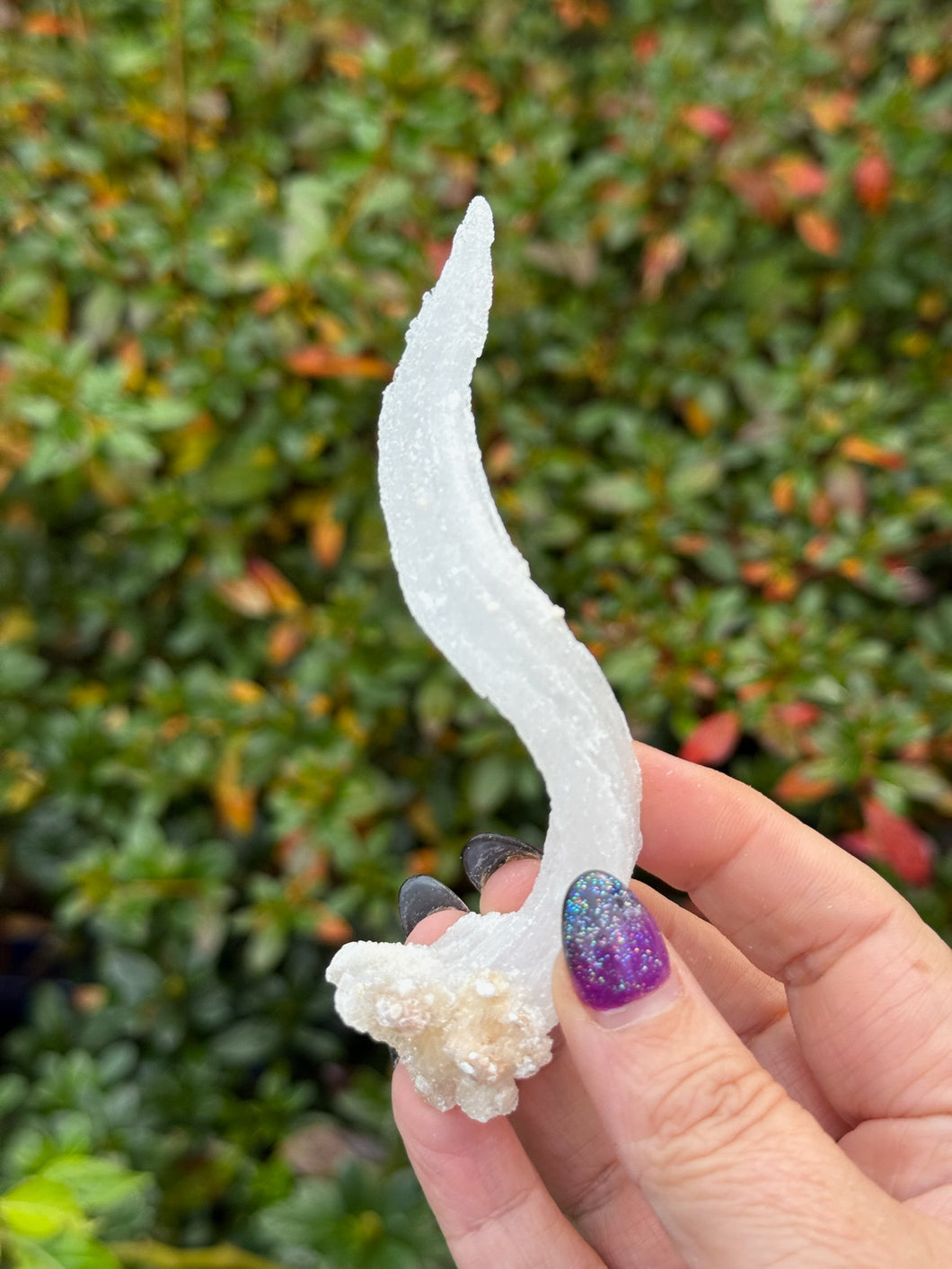 Rams Horn Selenite Specimen