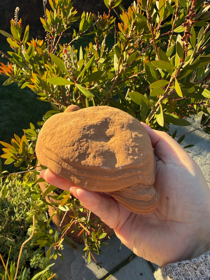 Large Pottery Stone Sandstone Specimen from Wenshan China