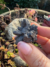 Load image into Gallery viewer, Unusual Prophecy Stone Specimen

