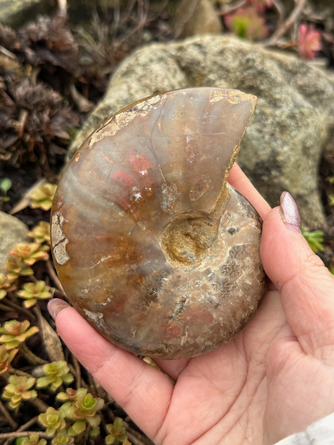 Large Opalized Ammonite Fossil Specimen