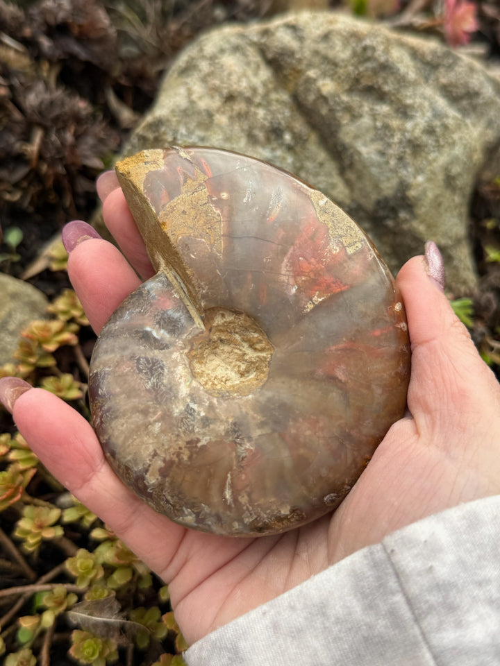Large Opalized Ammonite Fossil Specimen