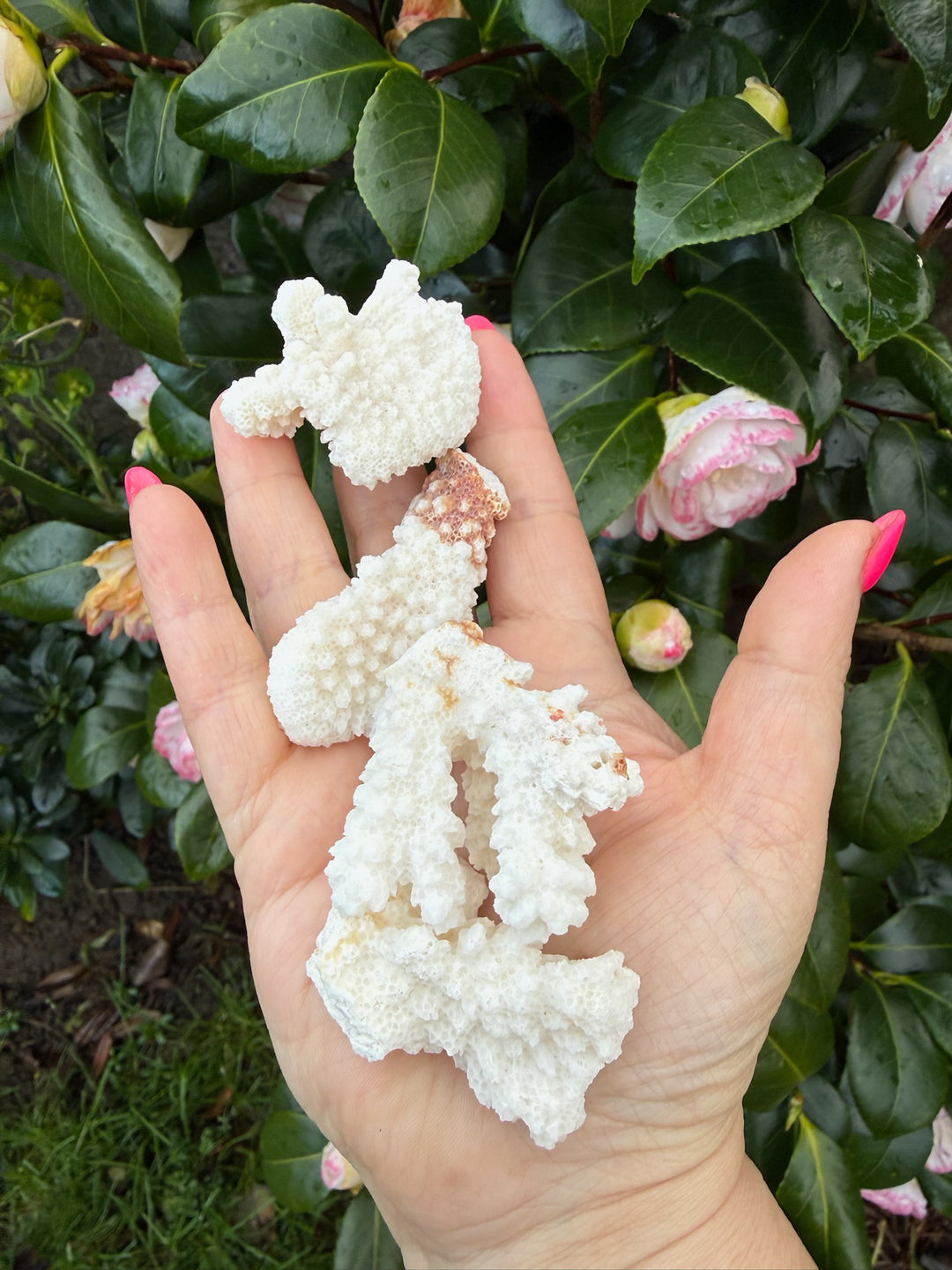4 Pieces of Coral Specimens