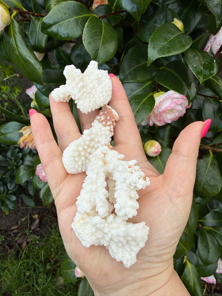 4 Pieces of Coral Specimens