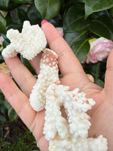 Load image into Gallery viewer, 4 Pieces of Coral Specimens
