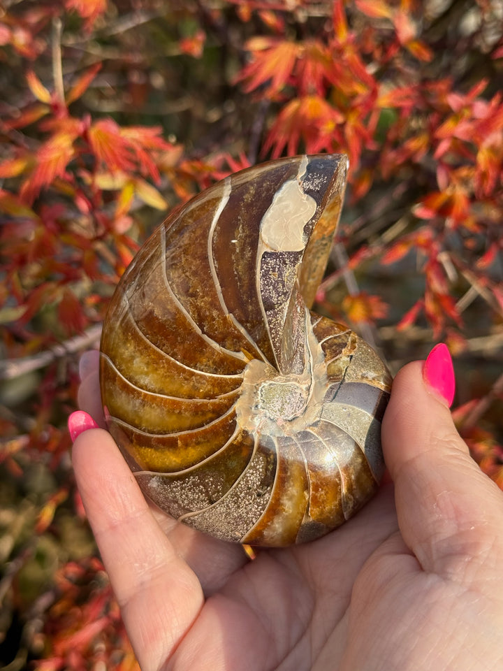 Nautilus Fossil From Madagascar