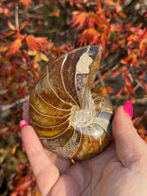 Load image into Gallery viewer, Nautilus Fossil From Madagascar
