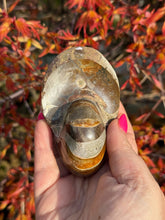 Load image into Gallery viewer, Nautilus Fossil From Madagascar
