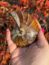 Load image into Gallery viewer, Nautilus Fossil From Madagascar
