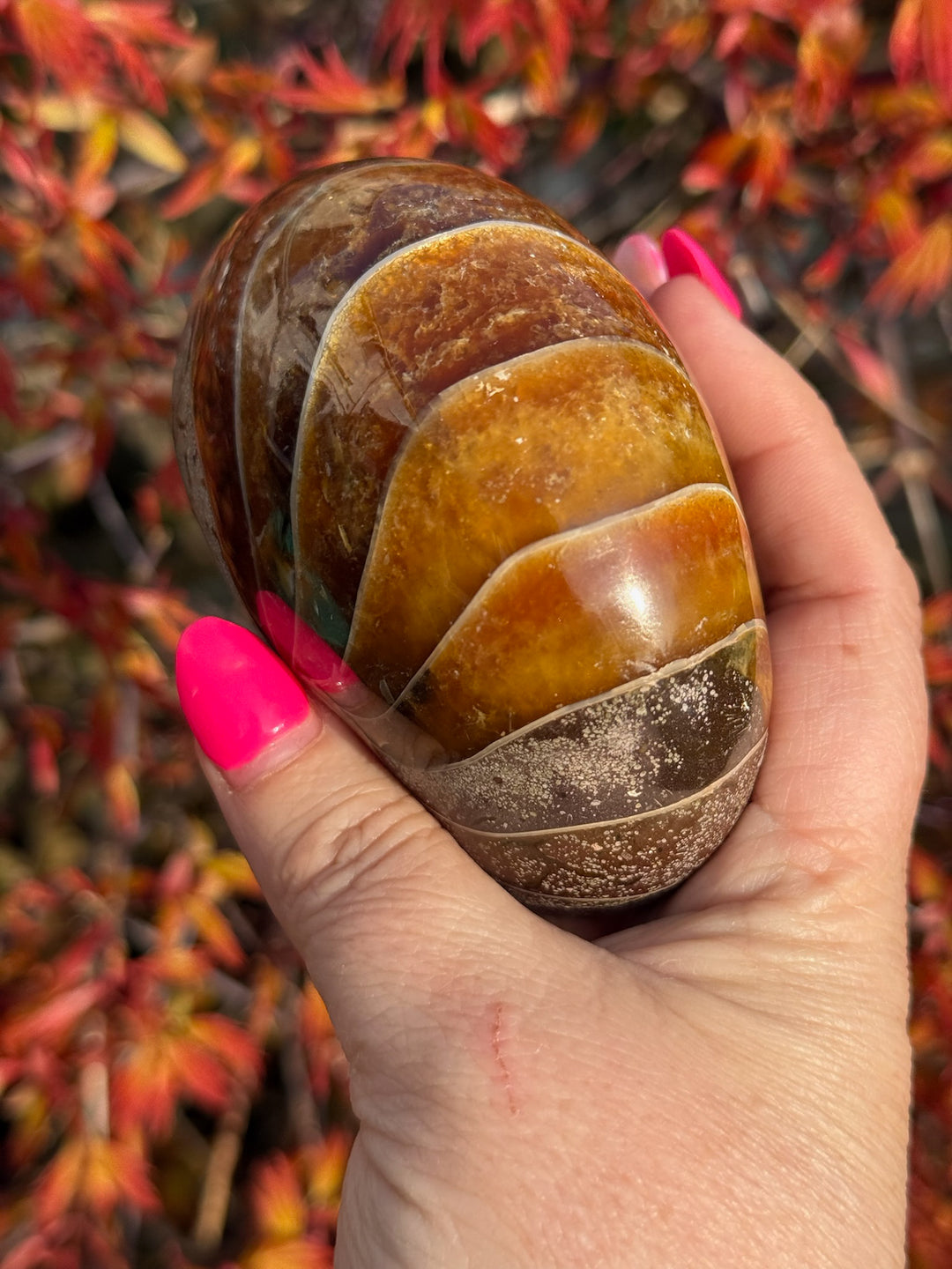 Nautilus Fossil From Madagascar
