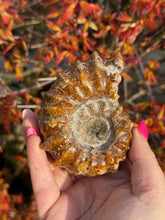 Load image into Gallery viewer, Ammonite Fossil Douvilleiceras from Madagascar
