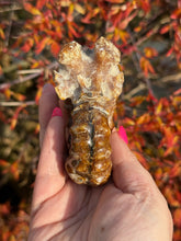 Load image into Gallery viewer, Ammonite Fossil Douvilleiceras from Madagascar
