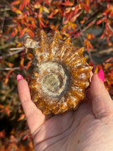 Load image into Gallery viewer, Ammonite Fossil Douvilleiceras from Madagascar
