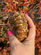 Load image into Gallery viewer, Ammonite Fossil Douvilleiceras from Madagascar
