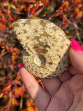 Load image into Gallery viewer, Cleoniceras Ammonite from Madagascar

